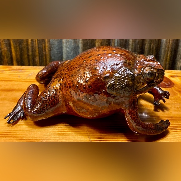 Other - TAXIDERMY BULLFROG CHANGE PURSE